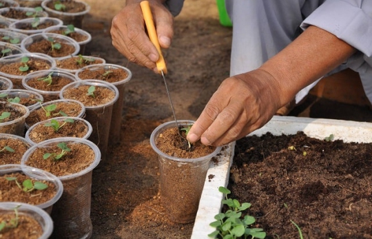 Hướng dẫn cách ủ xơ dừa bằng trichoderma làm giá thể trồng cây